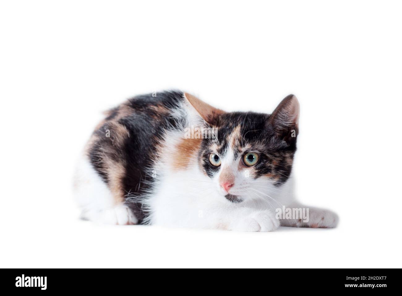 chat adulte tricolore allongé sur un fond blanc Banque D'Images