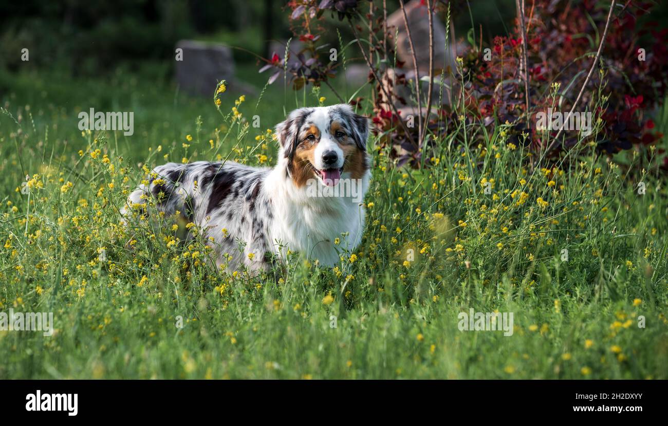 chien berger australien de race pure lors d'une promenade dans le parc le jour d'été Banque D'Images