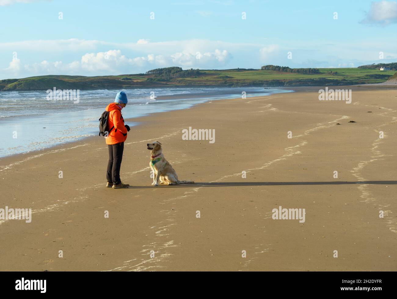 Portrait d'un jeune chien Golden Retriever vivant et jouant dans le parc national de Snowdionia au pays de Galles. Banque D'Images