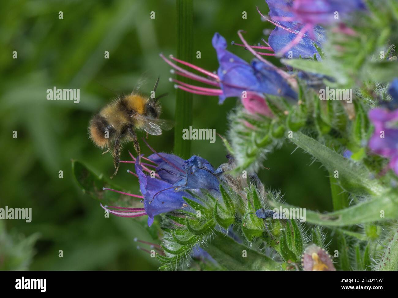 Bumblebee mâle, Bombus pratorum, aux fleurs du bugloss de Viper. Banque D'Images