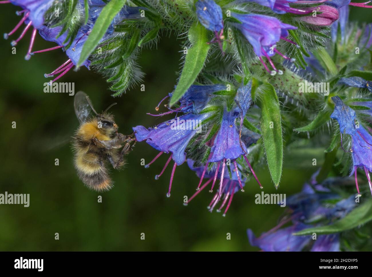 Bumblebee mâle, Bombus pratorum, aux fleurs du bugloss de Viper. Banque D'Images