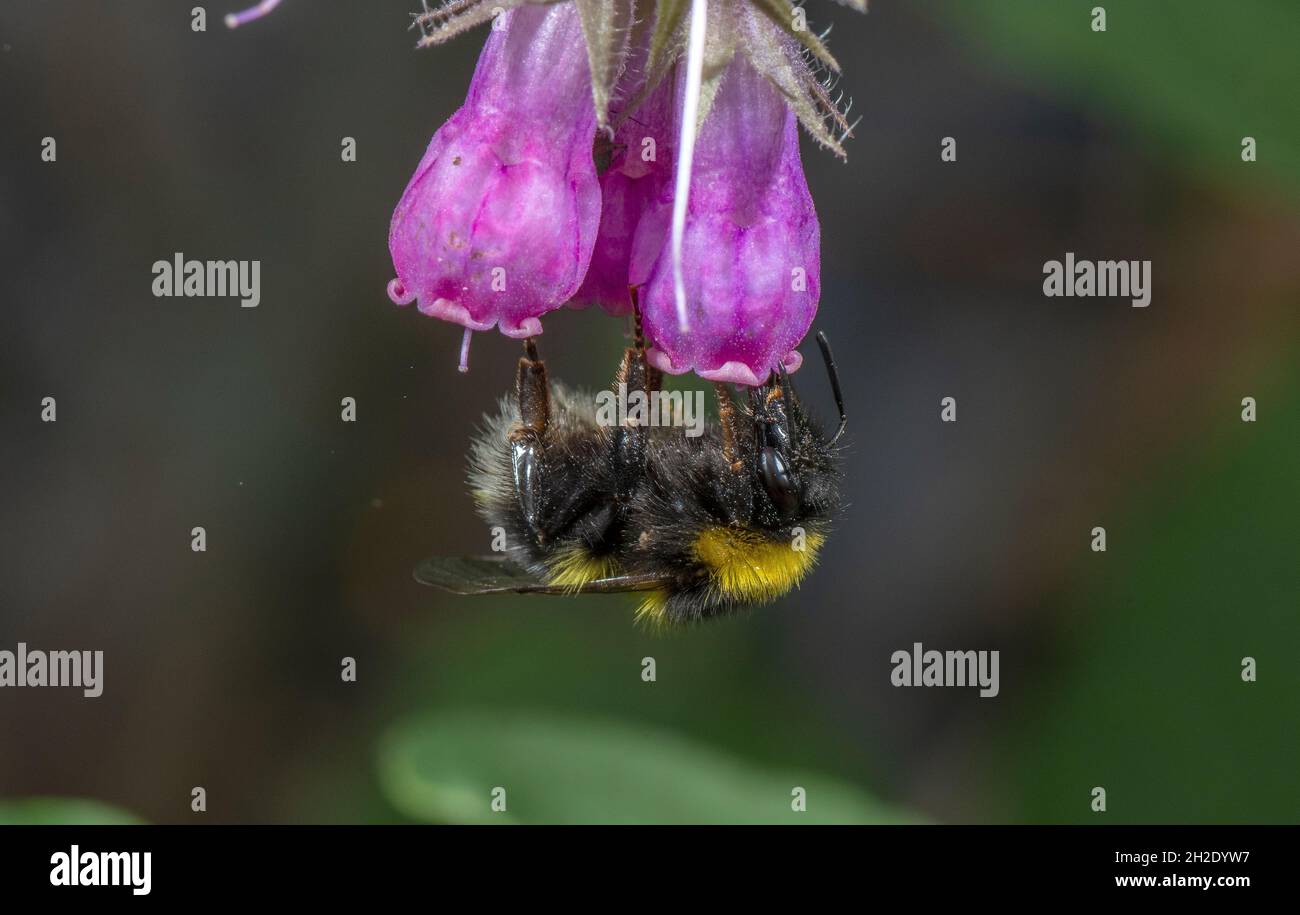 Jardin Bumblebee, Bombus hortorum, visite des fleurs de Comfrey.Dorset. Banque D'Images