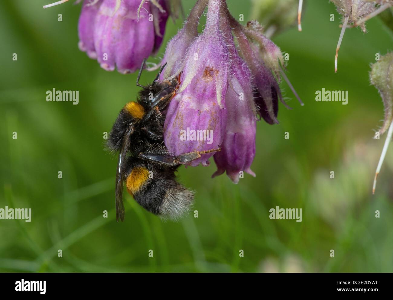 Bumble-Bee à queue blanche, Bombus lucorum visite des fleurs de Comfrey, obtenant le nectar 'illégalement' en piquant à travers le tube de la corolle. Banque D'Images