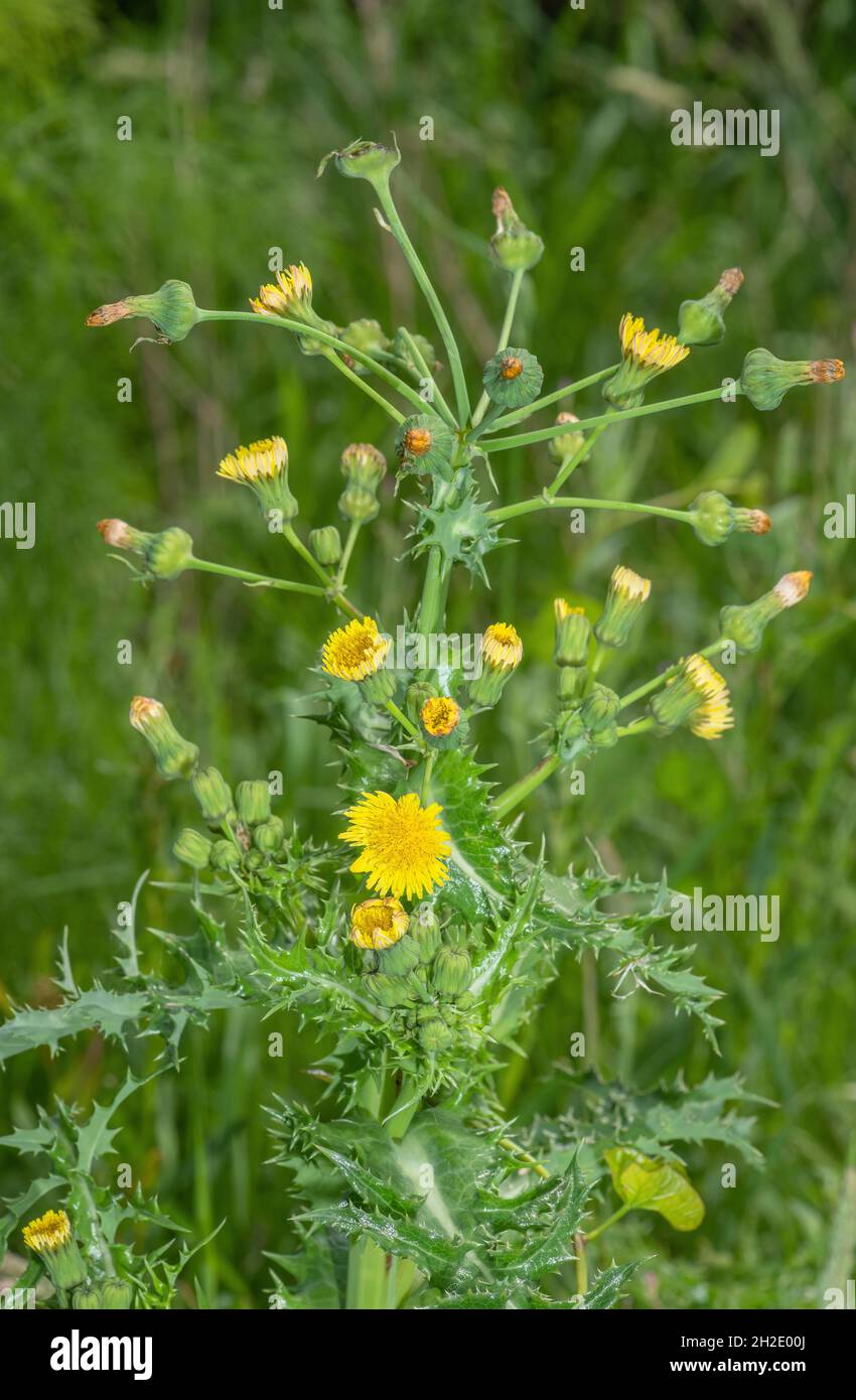 Chardon-truie, Sonchus asper, en fleurs et en fruits, sur les déchets. Banque D'Images