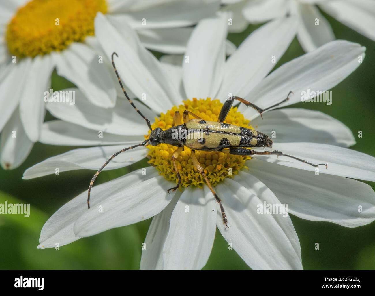 Longhorn noir et jaune, Rutpela maculata, coléoptère, se nourrissant de Daisy Oxeye. Banque D'Images