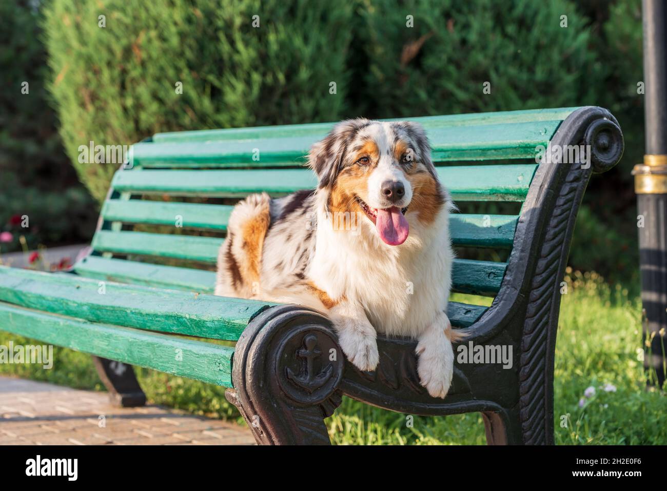 chien berger australien de race pure lors d'une promenade dans le parc le jour d'été Banque D'Images