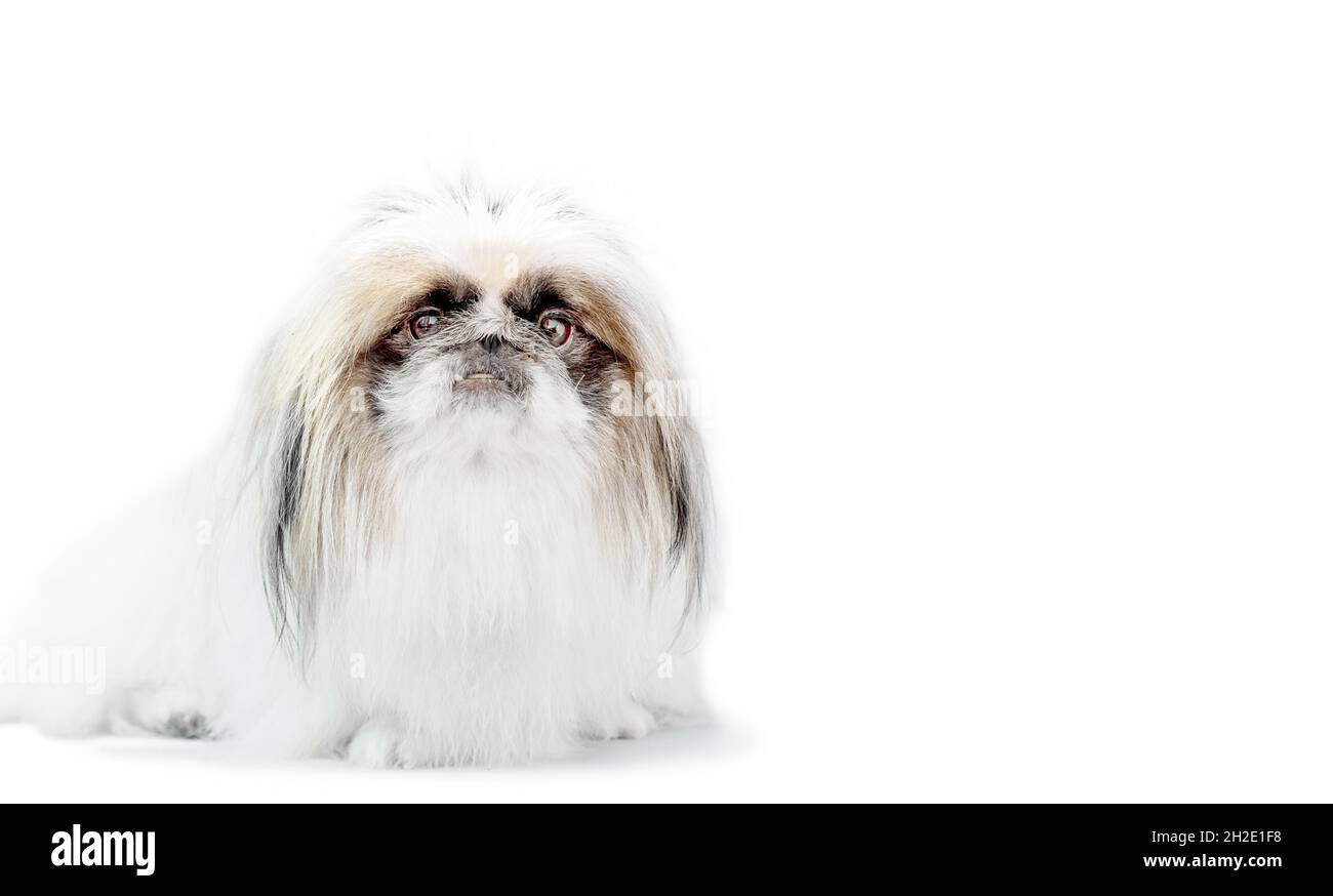 Un chien pékinois isolé sur fond blanc tourné en studio Banque D'Images
