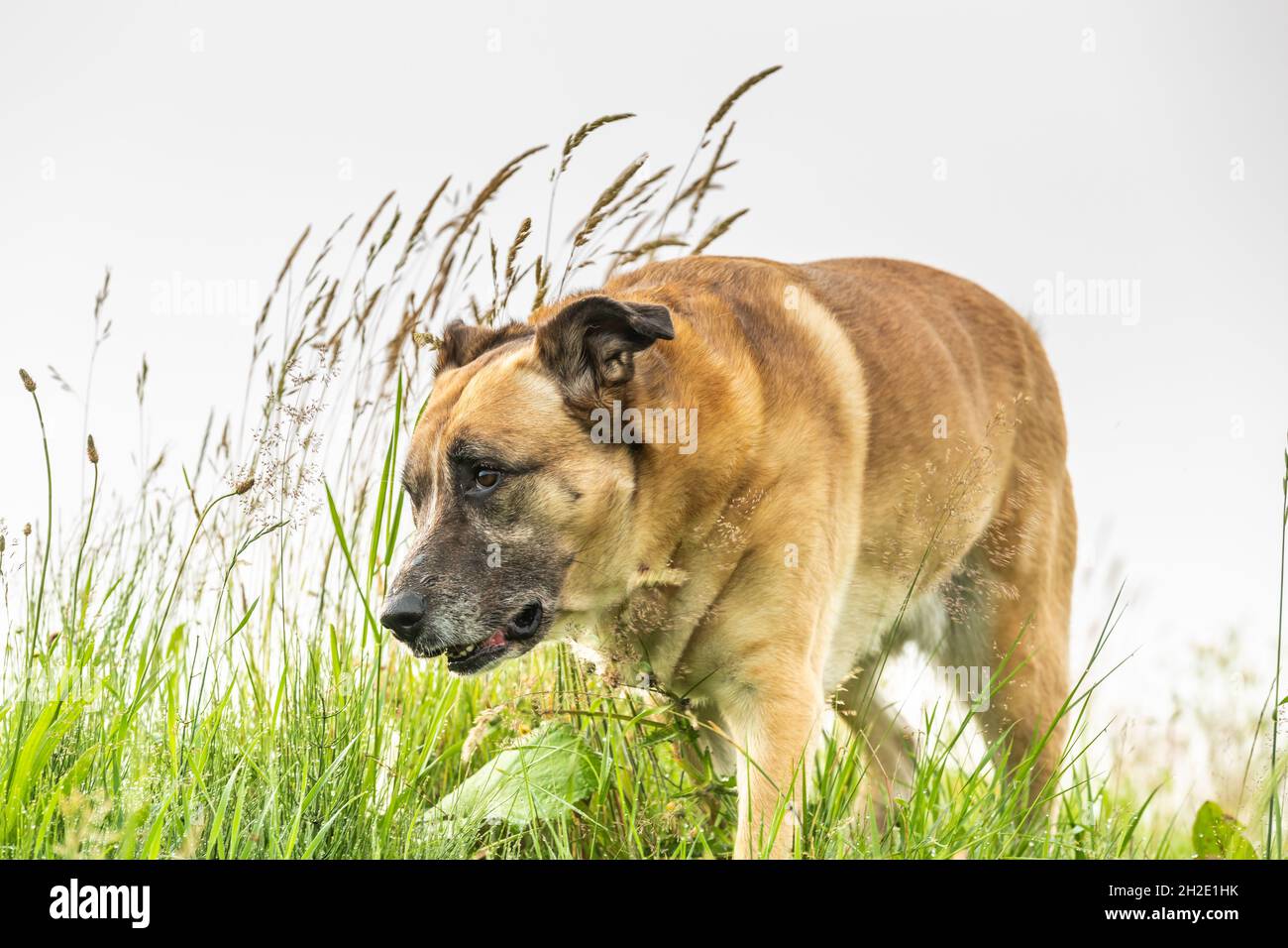 Portrait d'un mongrel Malinois x espagnol mastiff debout posant au point avec des oreilles à moitié debout entre de l'herbe longue sur une colline Banque D'Images