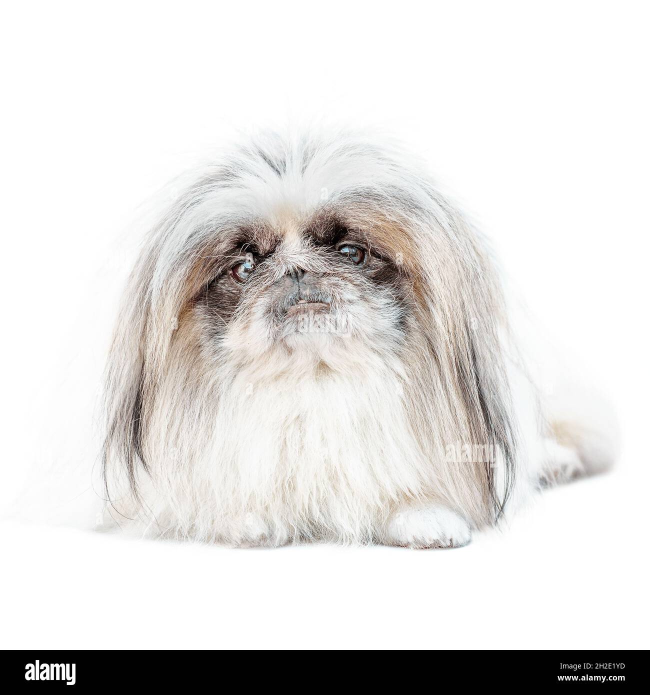Un chien pékinois isolé sur fond blanc tourné en studio Banque D'Images