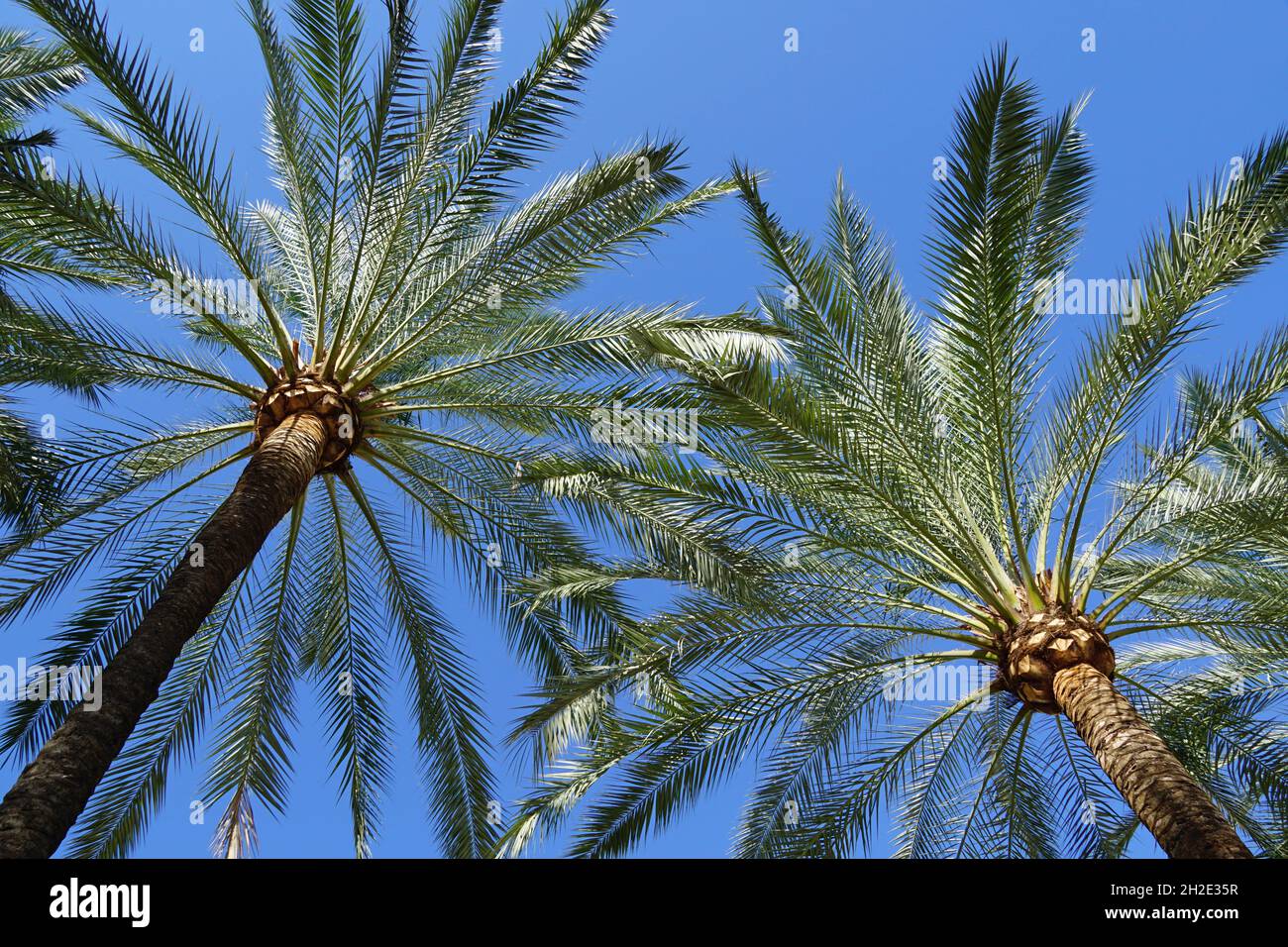 Palmiers sous ciel bleu, fond tropical Banque D'Images