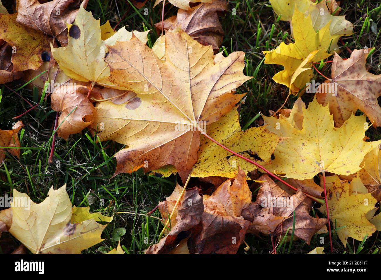 L'automne laisse le fond.Image colorée de l'arrière-plan des feuilles d'automne tombées, parfaite pour une utilisation saisonnière. Banque D'Images