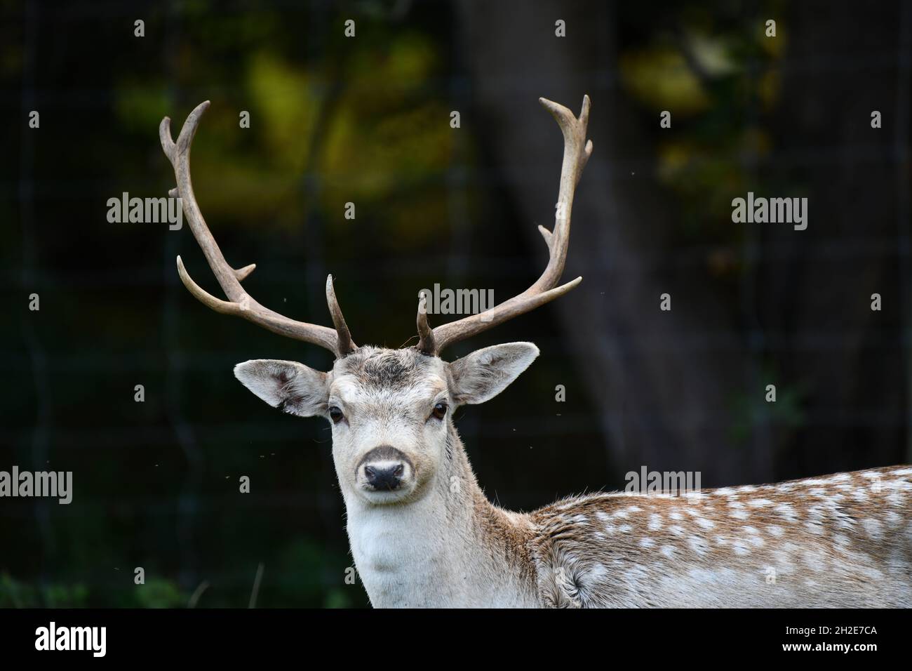 Buck de cerf de Virginie mâle à Shropshire, Angleterre, Royaume-Uni Banque D'Images