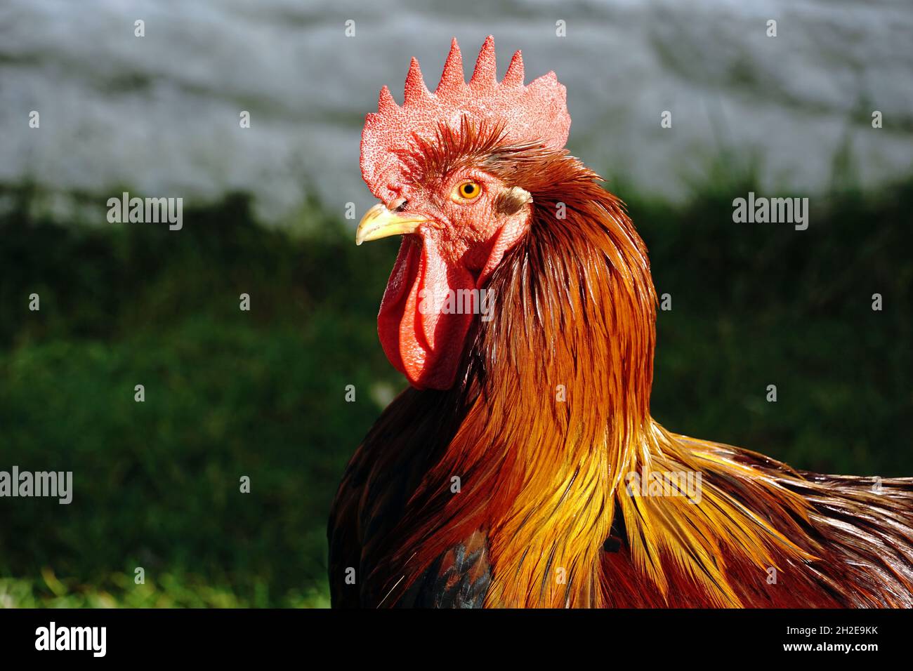 Tête de coq à portée libre à la lumière du soleil Banque D'Images