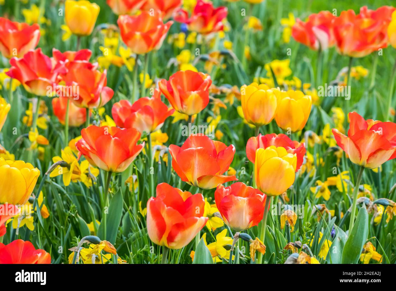 arrière-plan de nombreuses fleurs multicolores vibrantes et lumineuses Banque D'Images