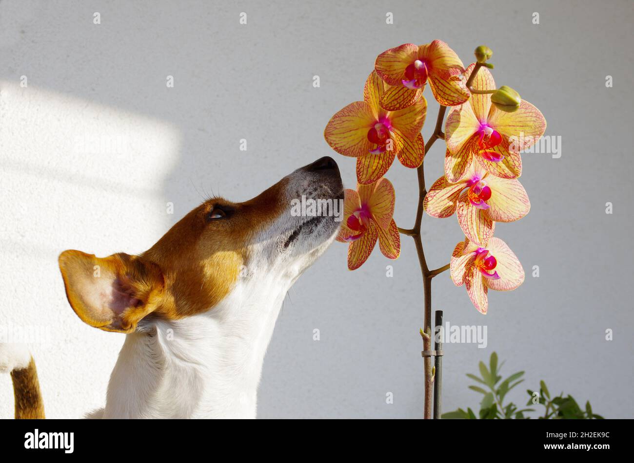 Le Little Jack Russell Terrier aime l'odeur de l'orchidée. Banque D'Images