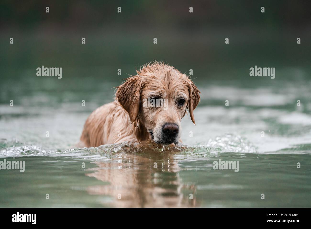 Golden Retriever est en baignade dans un lac par temps brumeux Banque D'Images