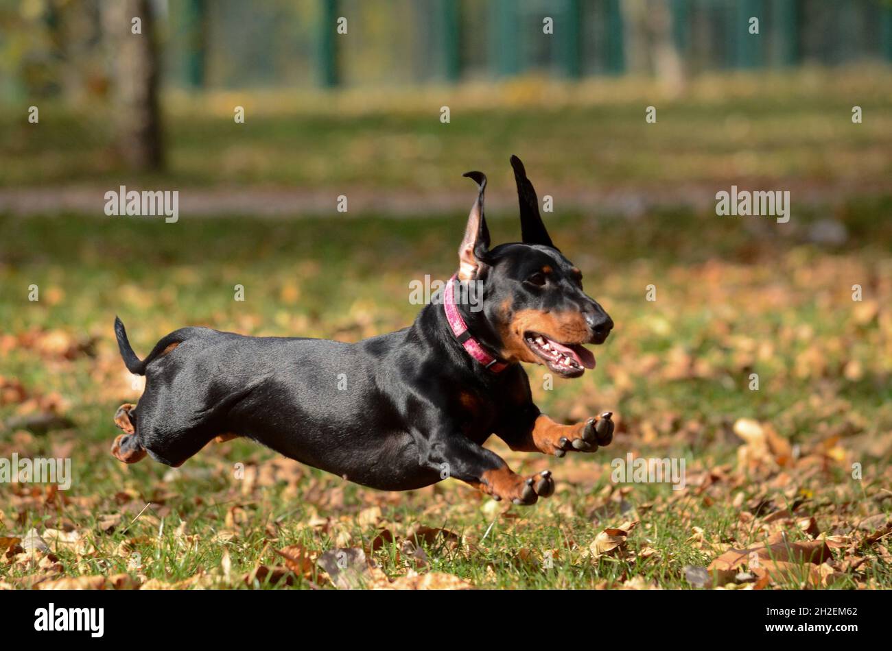 Dachshund chien courant Banque D'Images