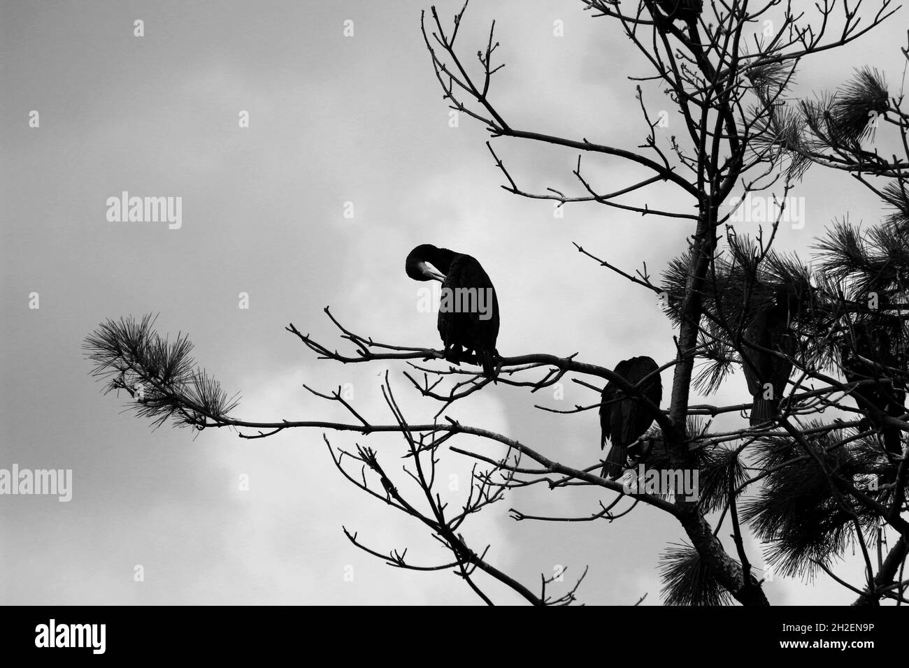 Deux cormorans reposant sur une branche d'un grand pin Banque D'Images