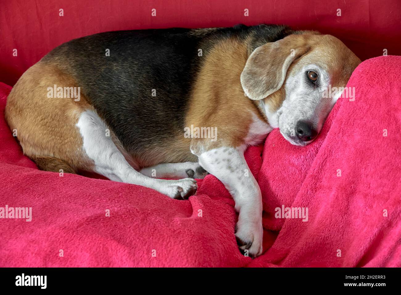 Vieux chien Beagle dormant sur une couverture fuchsia.Chien endormi et rêvant Banque D'Images