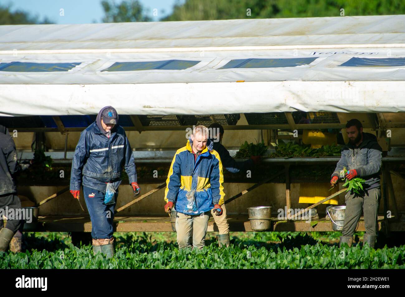 Talaplow, Buckinghamshire, Royaume-Uni.21 octobre 2021.Aujourd'hui, les cueilleurs de légumes ont travaillé dur pour récolter des légumes à Talalow.Il semblerait que le Royaume-Uni manque encore de cueilleurs de légumes et de fruits après le Brexit, car de nombreux Européens de l'est sont revenus chez eux.Crédit : Maureen McLean/Alay Banque D'Images