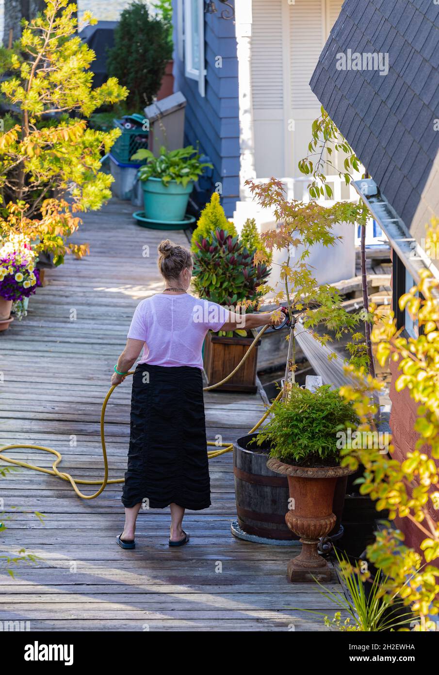 Une vue arrière d'une femme arrosoir des plantes dans un jardin. Banque D'Images