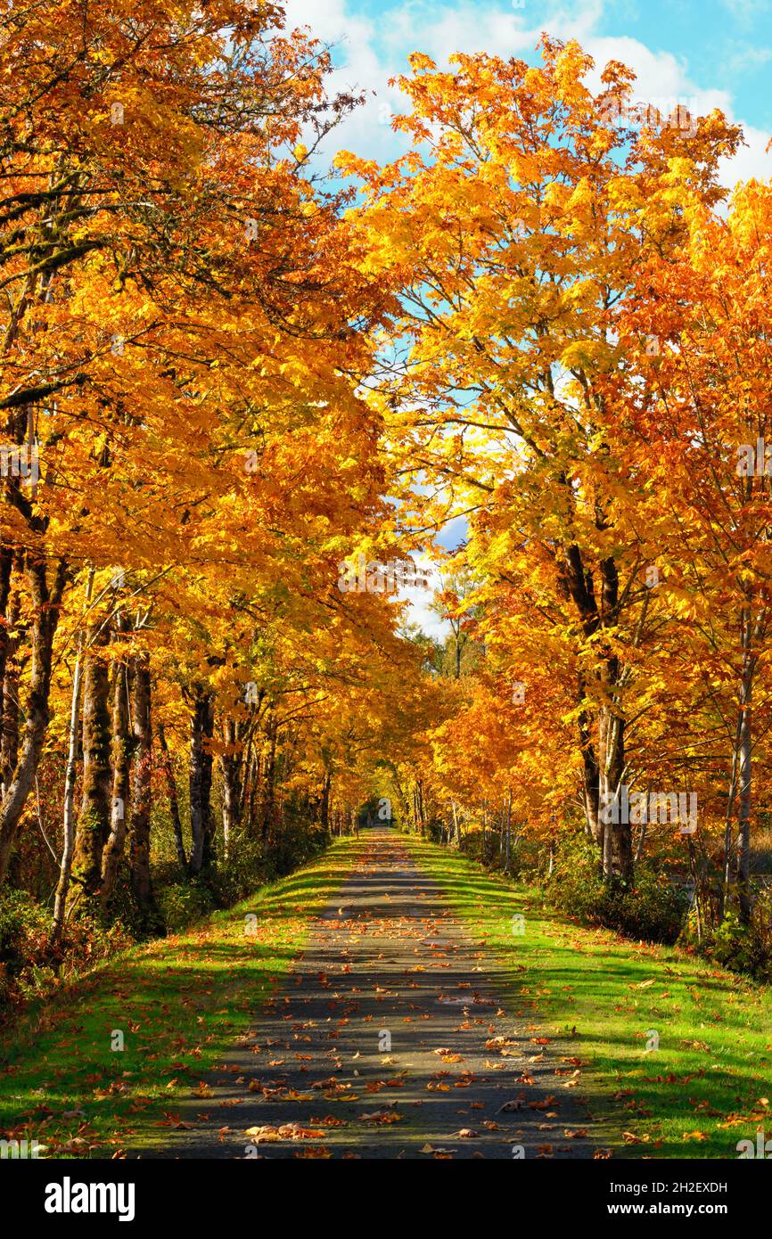 Le Snoqualmie Valley Trail passe sous des arbres aux couleurs orange et jaune d'automne dans l'ouest de l'État de Washington Banque D'Images