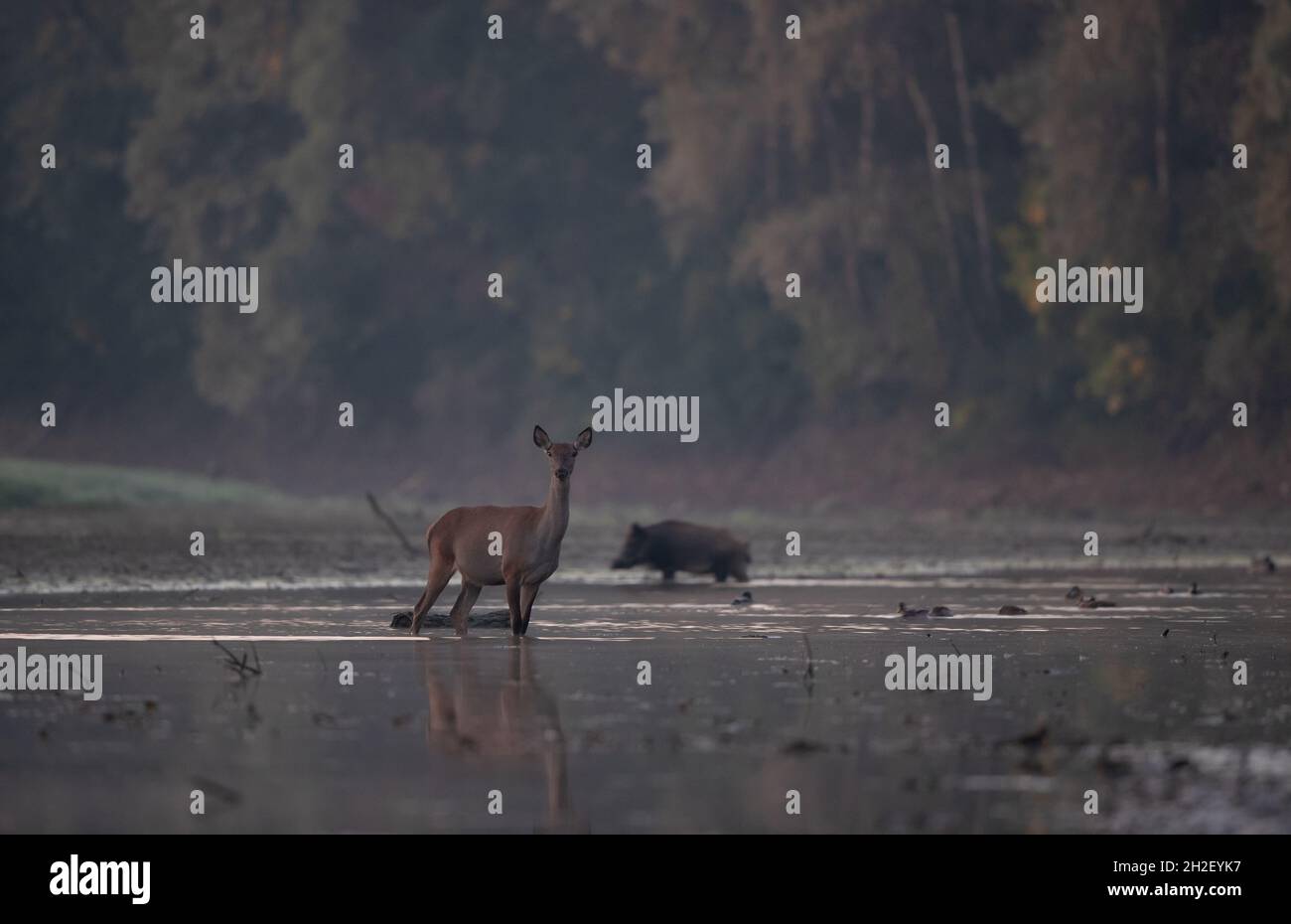 Hindu (cerf rouge femelle) et sanglier debout en eau peu profonde sur la côte de la rivière en forêt.Diversité de la faune et des espèces dans l'habitat naturel Banque D'Images