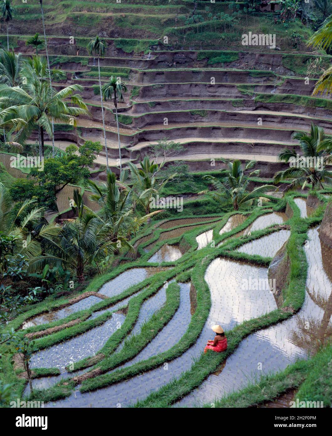 Indonésie.Île de Bali.Agriculture.Terrasses de riz près d'Ubud. Banque D'Images