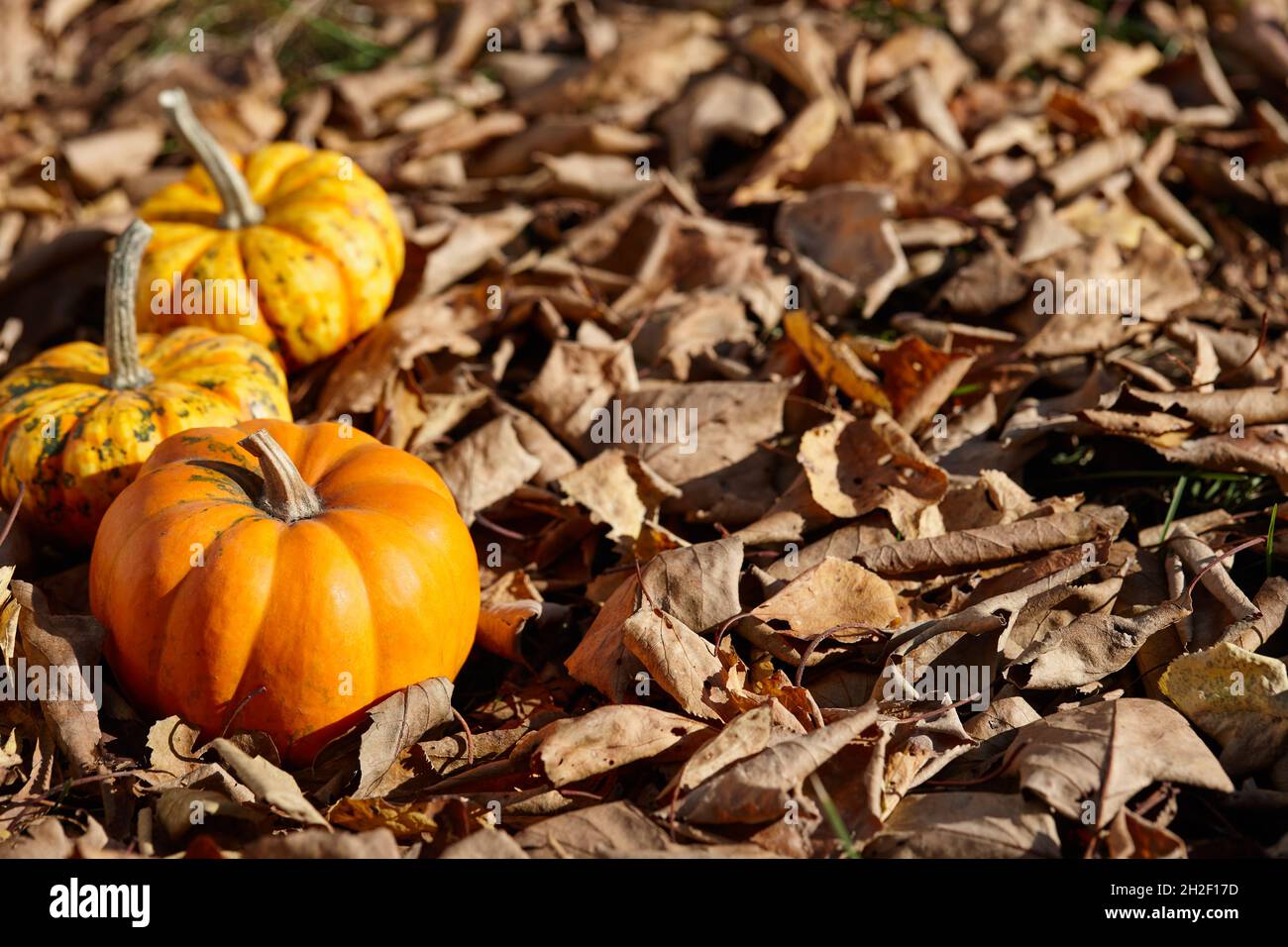 Les mini citrouilles orange sur l'automne laissent un arrière-plan par beau temps Banque D'Images