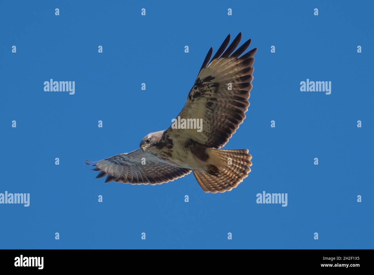Buzzard commun (Buteo buteo) en vol avec des ailes surtendues, New Forest, Hampshire, Royaume-Uni. Banque D'Images