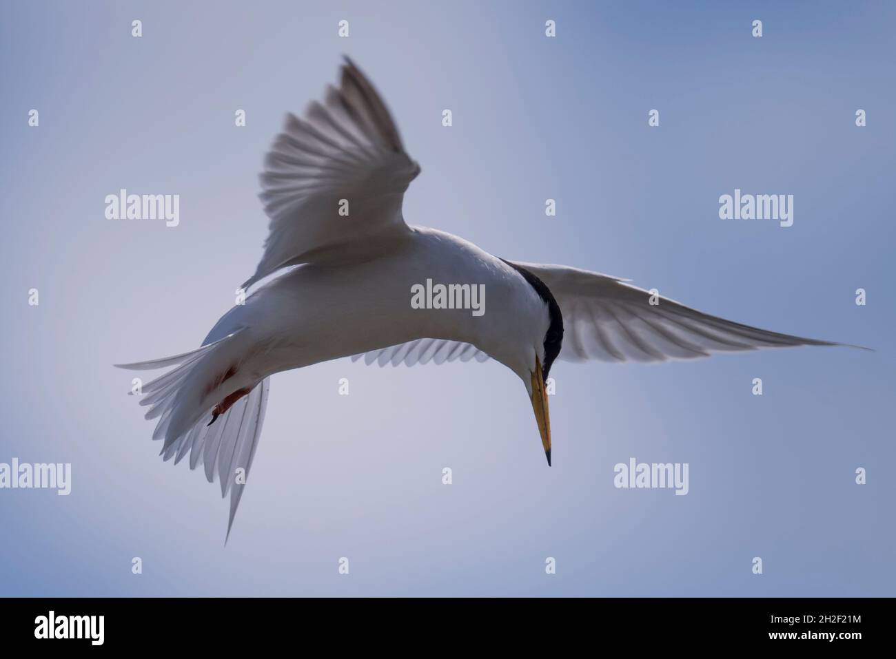 Little Tern (Sternula albifrons) en vol stationnaire, Réserve naturelle de Lymington-Keyhaven, Hampshire, Royaume-Uni. Banque D'Images