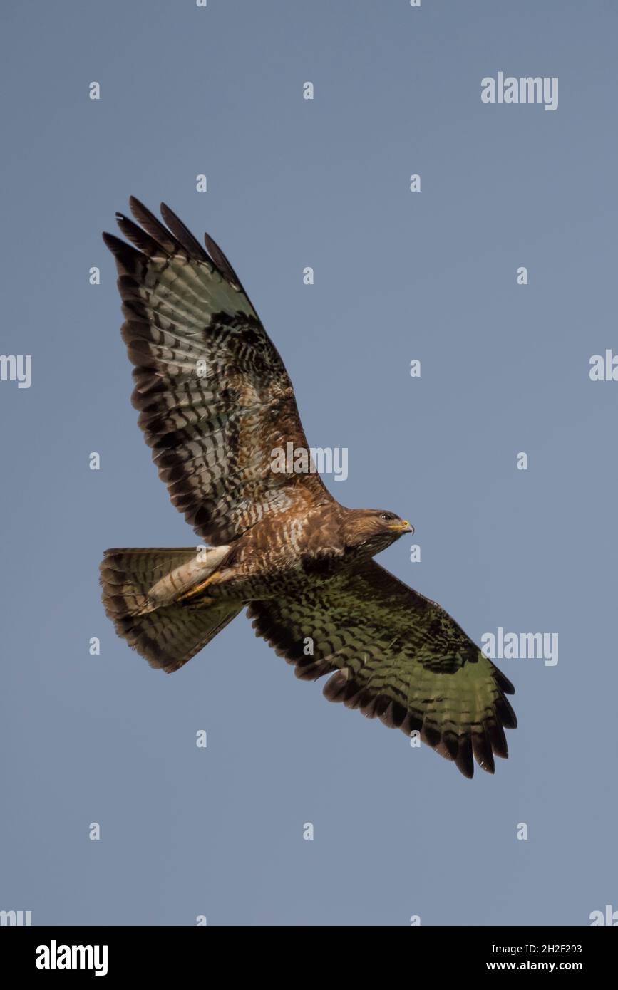 Buzzard commun (Buteo buteo) en vol avec des ailes surtendues, New Forest, Hampshire, Royaume-Uni. Banque D'Images