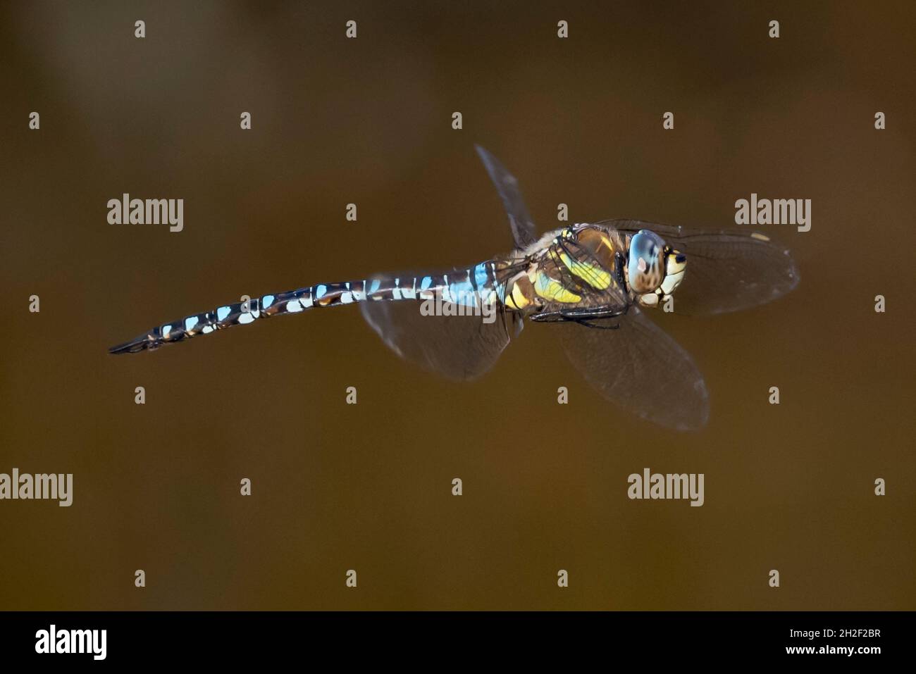 Migrant Hawker (Aeshna mixta) en vol, Réserve naturelle de Lymington-Keyhaven, Hampshire, Royaume-Uni. Banque D'Images