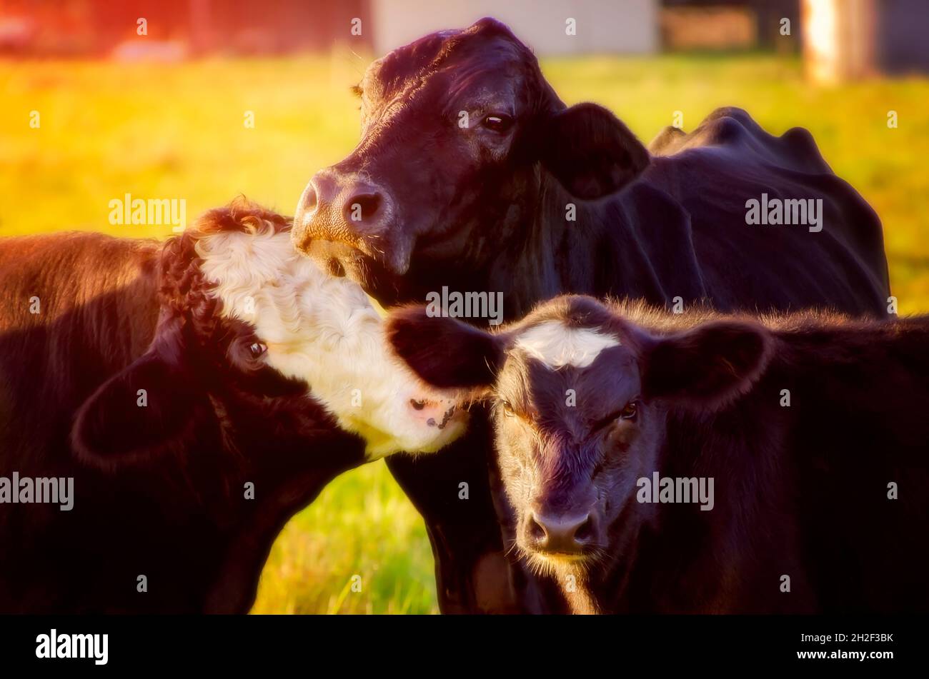 Un petit taureau et une vache avec leur veau dans un champ, le 15 octobre 2021, à Grand Bay, Alabama.Il y a environ 1.3 millions de bovins en Alabama. Banque D'Images