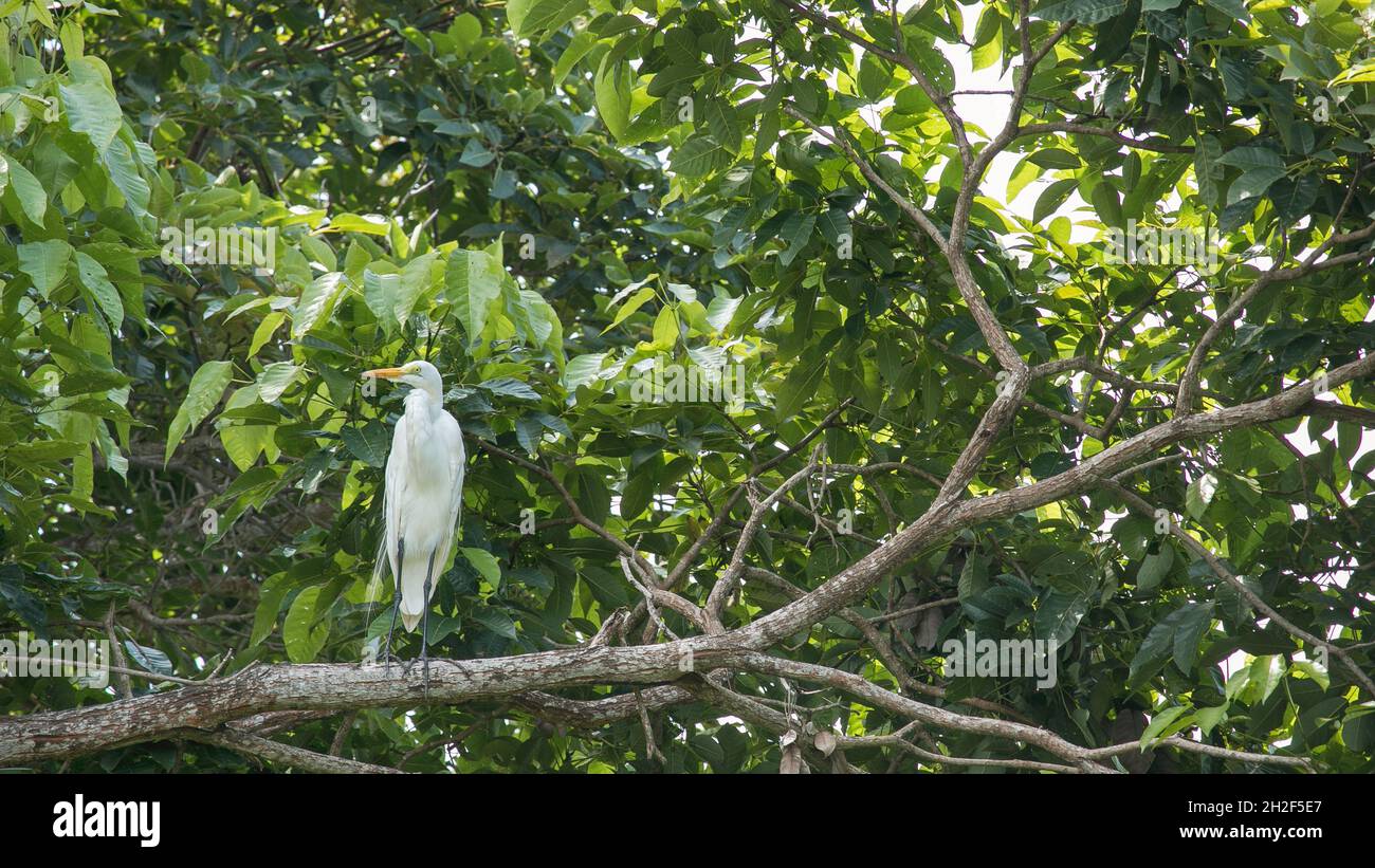 Le grand herron blanc regarde à distance de la branche de l'arbre Banque D'Images