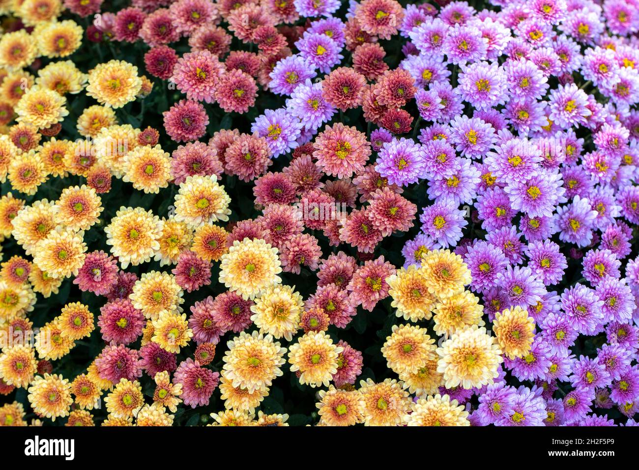 Grappe dense de chrysanthèmes colorés - Asheville, Caroline du Nord, États-Unis Banque D'Images