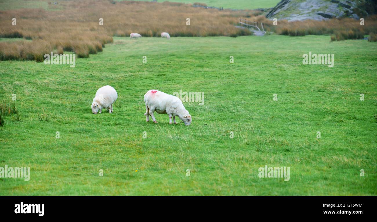 Deux moutons de kerry Hill (Ovis aries) se broutent sur un pâturage vert luxuriant près du mont Snowdon, parc national de Snowdonia pays de Galles Royaume-Uni Banque D'Images