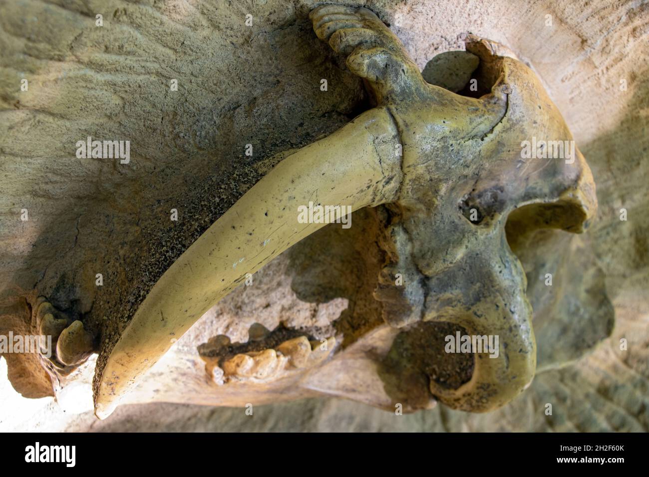 Une partie du crâne avec les dents d'un tigre à dents de sabre (Smilodon) Banque D'Images