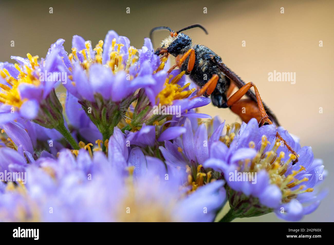 Great Golden Digger Wasp (Sphex ichneumoneus) - Asheville, Caroline du Nord, États-Unis Banque D'Images
