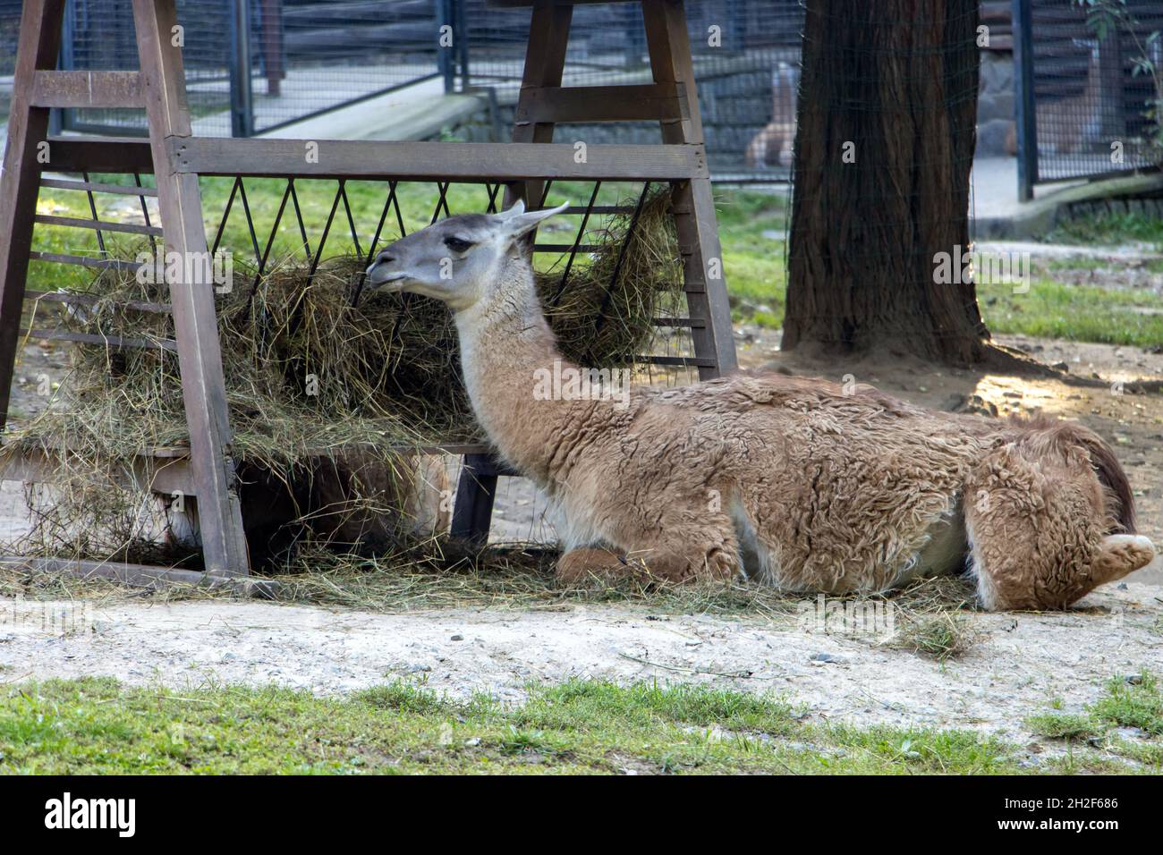 Le guanaco (Lama guanicoe) mange le foin du convoyeur. Banque D'Images