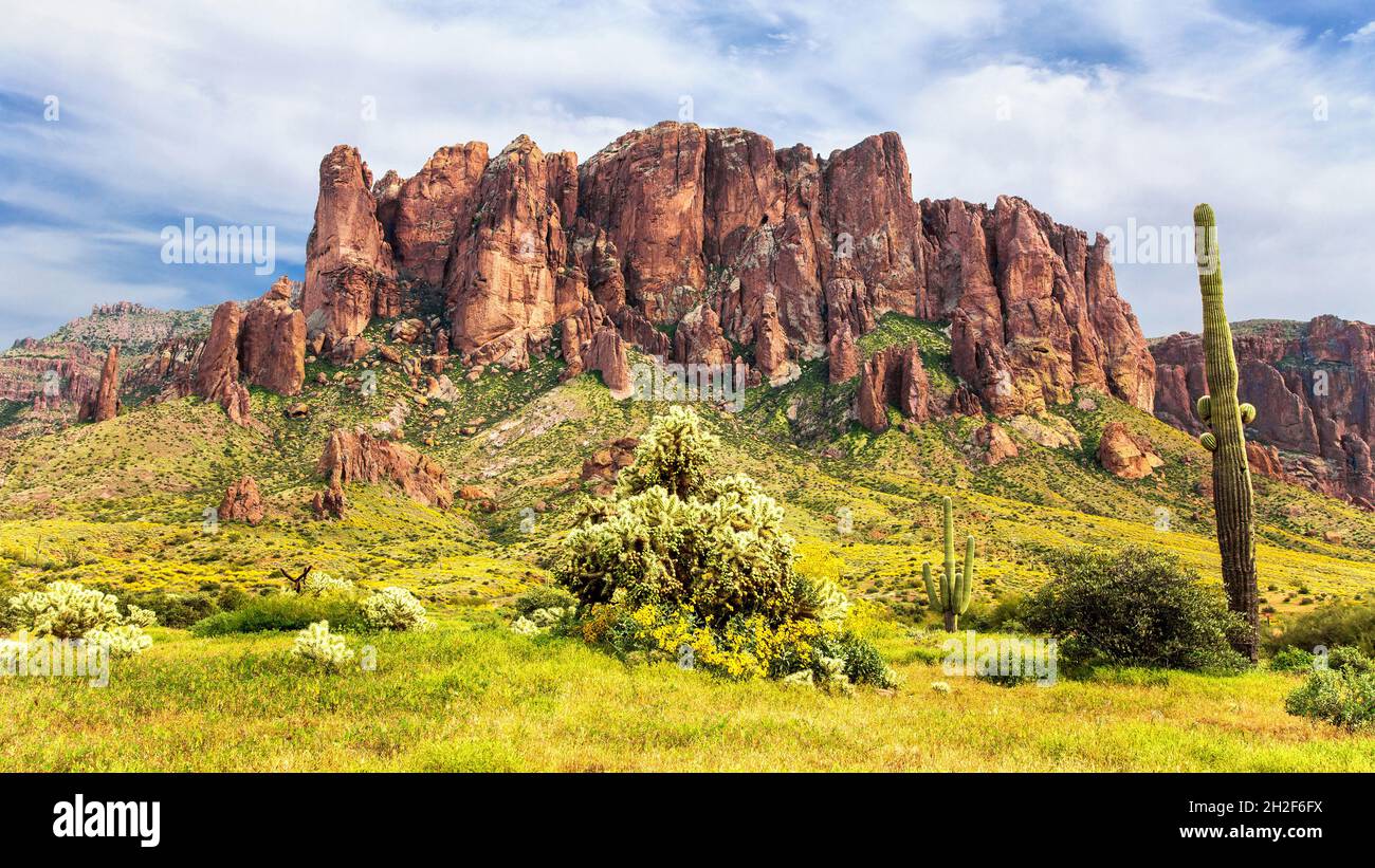 Panorama de Flatiron de Lost Dutchman avec Jumping Cholla, Saguaro, et Yellow Brittlebush.Magnifique désert en arrière-plan fleuri. Banque D'Images