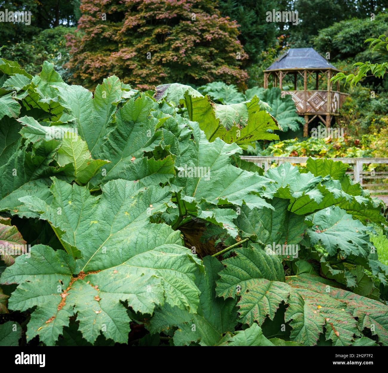 Le géant brésilien rhubarb (Gunnera manucata) grandit dans les jardins de tourbières du château de Penrhyn, Bangor Wales UK Banque D'Images