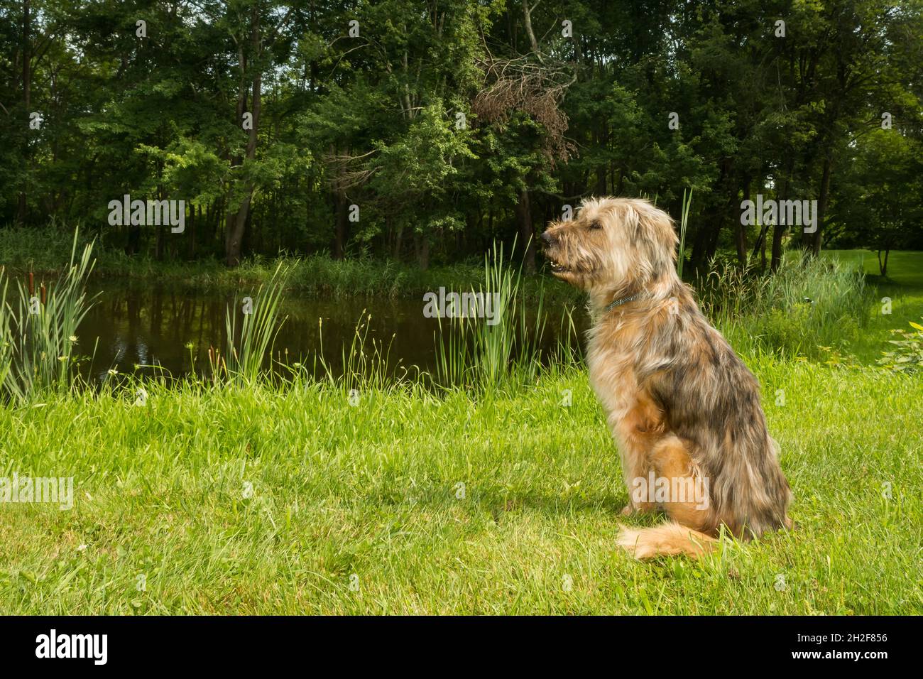 Sapsali, chien de berger coréen qui profite d'une journée dans le parc. Banque D'Images