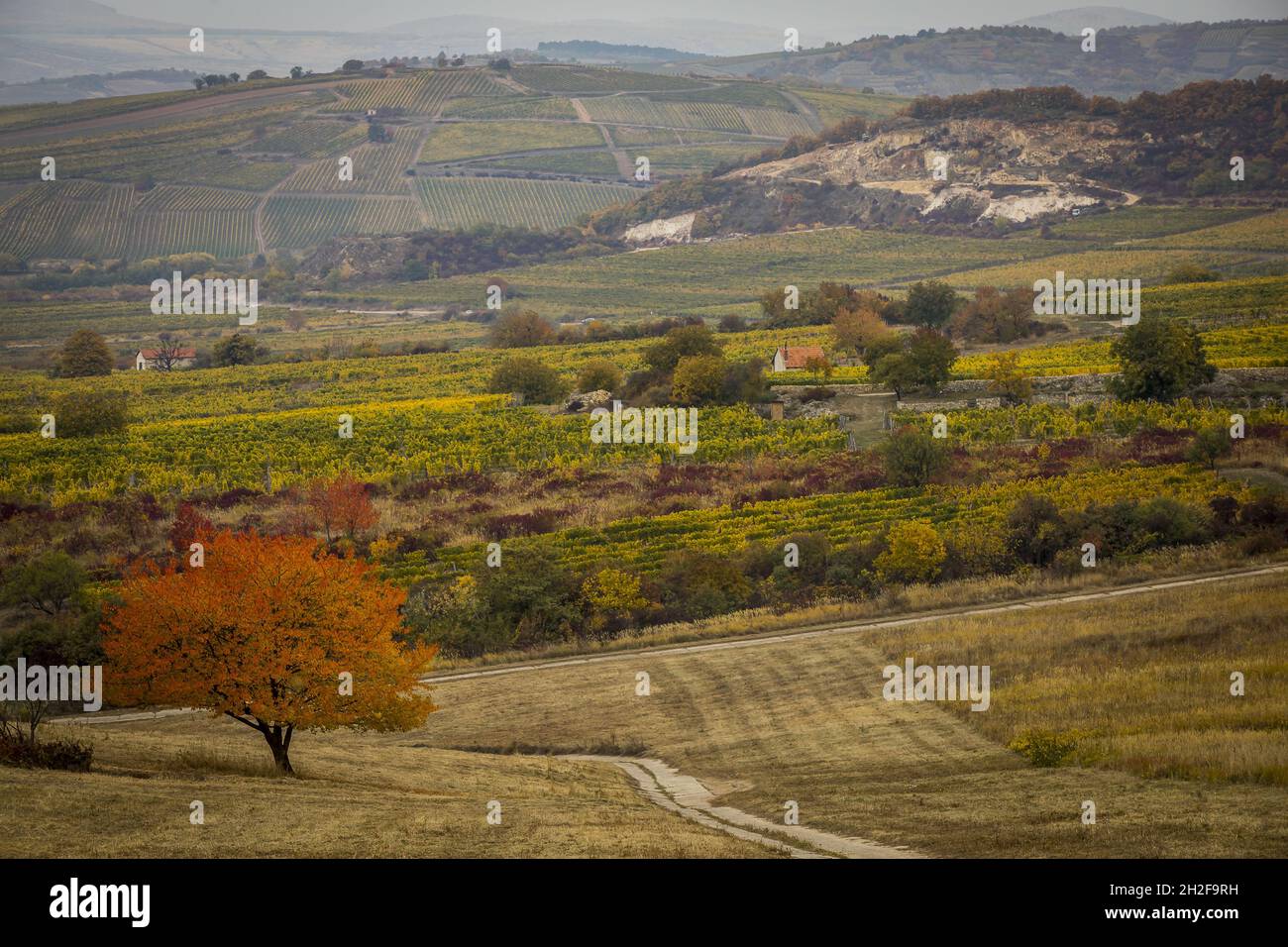 Nyiregyhaza, Hongrie, 21/10/2021, Paysage lors du rallye CER 2021 de la FIA Hongrie, 7e tour du championnat européen de rallye 2021 de la FIA, du 21 au 24 octobre 2021 à Niregyhaza, Hongrie - photo: Gregory Lenormand/DPPI/LiveMedia Banque D'Images