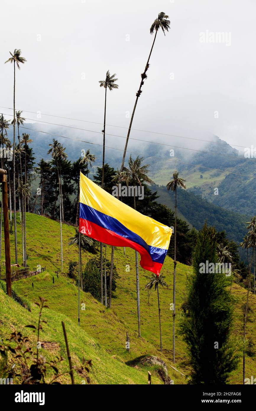 Drapeau colombien et arbre national colombien, la palmier de cire de Quindio aux montagnes de la vallée de Cocora Banque D'Images