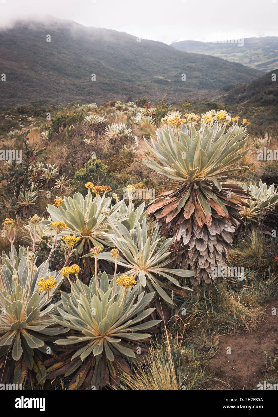 Paysages des paramos colombiens (écosystème alpin des Andes) Banque D'Images