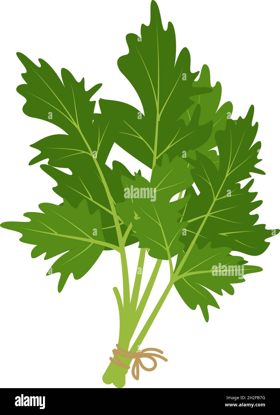 Un bouquet d'herbe de persil attaché avec une corde.Source de vitamine C. des ingrédients verts pour les repas végétariens et un mode de vie sain.Élément alimentaire.Illustration vectorielle plate Illustration de Vecteur