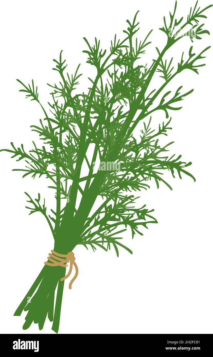 Un bouquet d'herbe d'aneth attaché avec une corde.Source de vitamine C. des ingrédients verts pour les repas végétariens et un mode de vie sain.Élément alimentaire.Illustration vectorielle plate Illustration de Vecteur