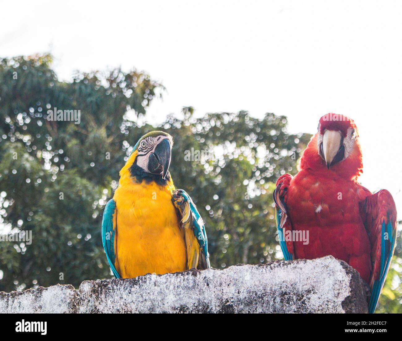 Deux perroquets qui persiflent sur leur journée Banque D'Images