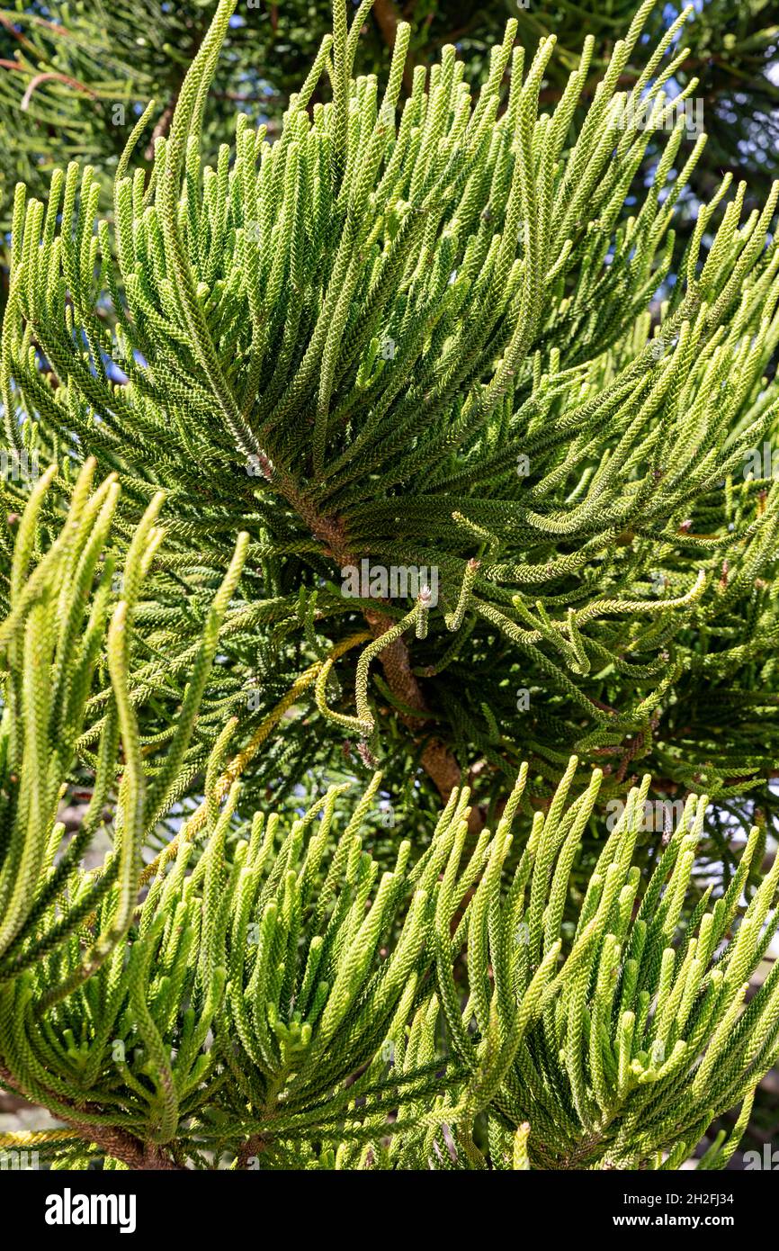 Pins de l'île Norfolk, araucaria heterophylia, gros plan de la branche et des feuilles de cet arbre dans un parc de Sydney, Nouvelle-Galles du Sud, Australie Banque D'Images